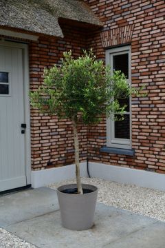 Olijfboom Bonsai ‘New Jersey’ M