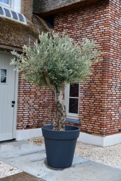 Olijfboom Bonsai ‘San Francisco’