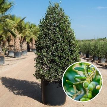 Olijfboom Pyramidalis
