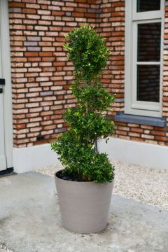 Olijfboom Spiraal