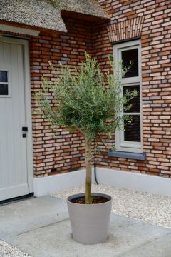 Olijfboom Bonsai ‘Vernon’