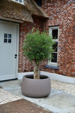 Olijfboom Bonsai ‘Young Skin’ in schaal