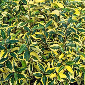 Olijfwilg 'Gilt Edge'
