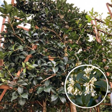 Osmanthus Burkwoodii Leivorm