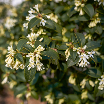 Osmanthus Burkwoodii