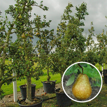 Oude perenboom 'Triomph de Vienne'