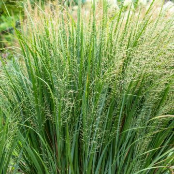 Panicum virgatum Northwind