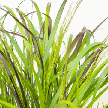 Panicum virgatum Squaw