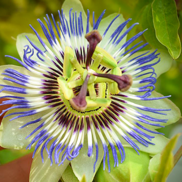 Passiflora Caerulea