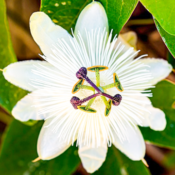 Passiflora Constance Elliott