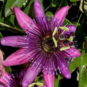 Passiflora Amethyst