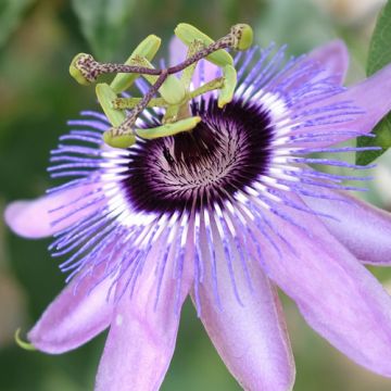 Passiflora Purple Haze