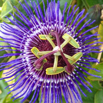 Passiflora Purple Rain