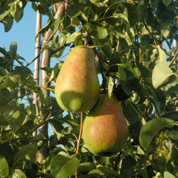 Perenboom Beurre Alexandre Lucas