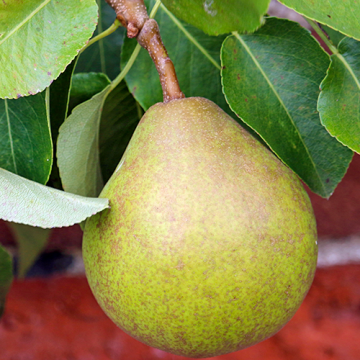Perenboom Doyenne du Comice