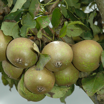 Perenboom Kleipeer/winterjan