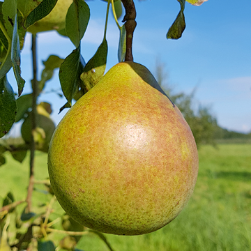 Perenboom Saint Remy