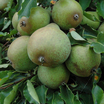 Perenboom Valse IJsbout