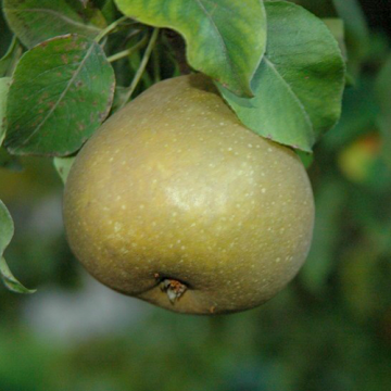 Perenboom Zoete Brederode