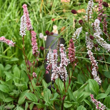 Persicaria Darjeeling Red