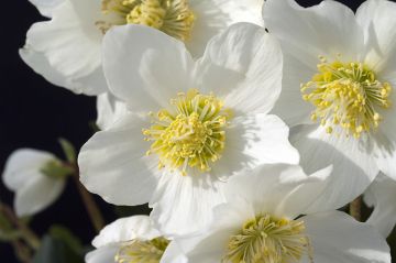 Helleborus Niger Christmas Carol