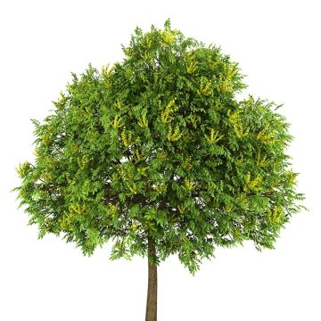 Koelreuteria boom