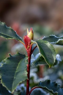 Photinia ‘Crunchy’ meerstammig