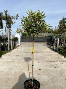 Photinia 'Pink Marble'