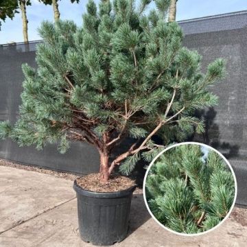 Pinus sylvestris ‘Watereri’ Meerstammig