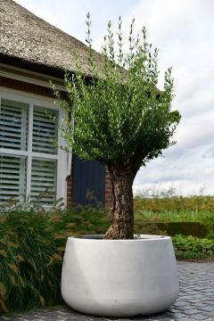 Plantenbak Koert 95 | Greystone