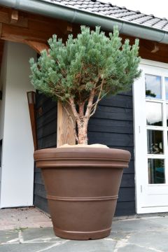 Plantenbak Mirella 100 | Brons