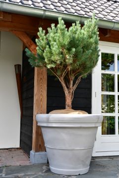 Plantenbak Mirella 100 | Greystone