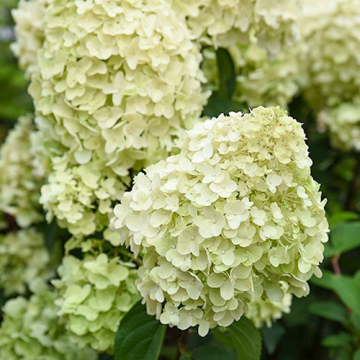 Hydrangea paniculata Silver Dollar