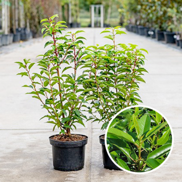 Portugese laurier (Prunus lusitanica Angustifolia)
