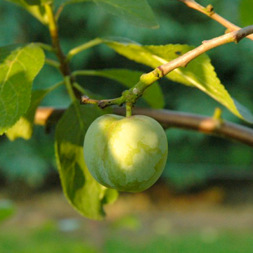 Pruimenboom Reine Claude Verte