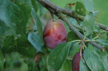 Oude pruimenboom ‘Reine Victoria’