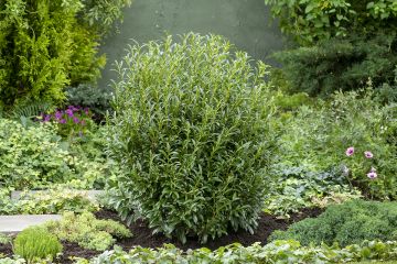 Prunus laurocerasus ‘Filigrow Sofia’