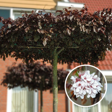 Prunus nigra (dakvorm)