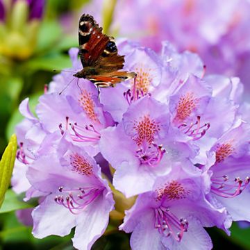 Rhododendron catawbiense Grandiflorum 30-40cm