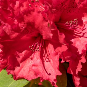 Rhododendron Red Jack 30-40cm