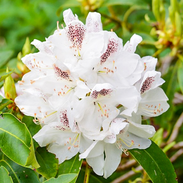 Rhododendron Porzellan 30-40cm