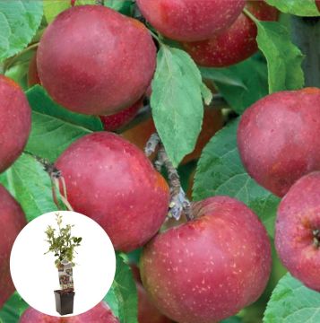 Rode moesappel Rode Boskoop Patiofruit
