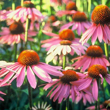 Echinacea purpurea