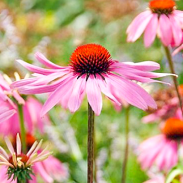 Echinacea purpurea Magnus