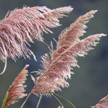 Roze Pampasgras 