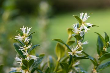 Sarcococca ‘Confusa’