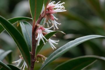 Sarcococca ‘Purple Stem’