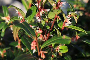 Sarcococca ‘Winter Gem‘