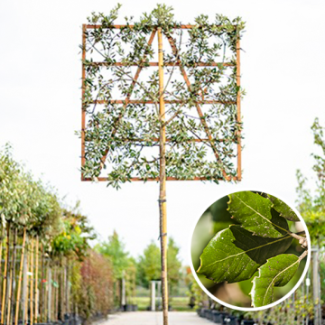 Steeneik Quercus ilex Lei