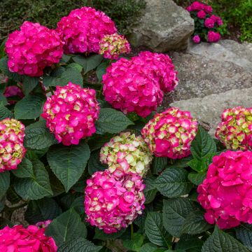 Hydrangea Endless Summer - Summer Love Rood